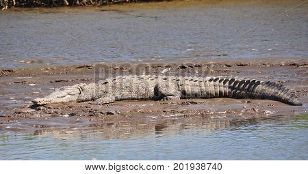 A crocodile basking in the sun on a beach