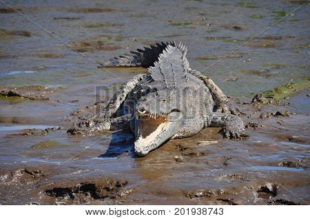 A large crocodile with crooked teeth and open mouth