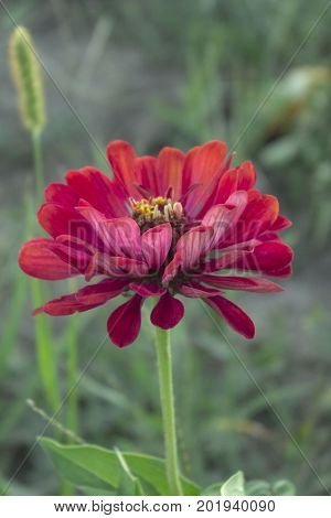 Aster as a flower is widely distributed in nature, belongs to the family of Compositae, and its genus includes more than 600 species. It grows in steppe, mountainous and forest areas.