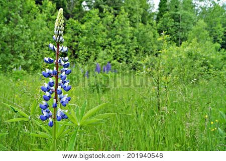 Inflorescence of blue lupine close-up against a forest glade