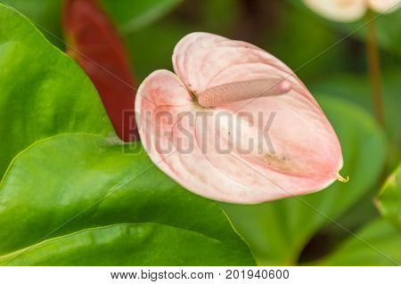 Pink Anthurium Laceleaf Flower