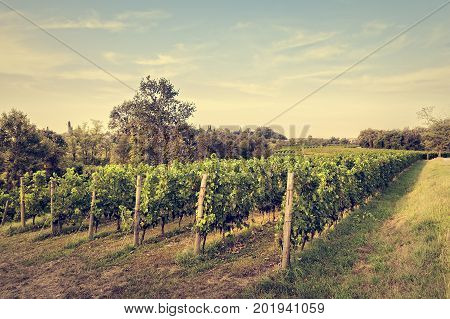 Countryside landscape with vineyard. Agricultural scenery. Rural panorama. Photo with vintage effect.