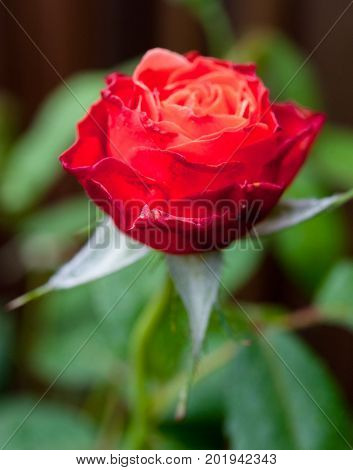 Livin' Easy Floribunda apricot orange coloured rose