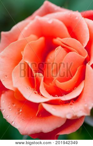 Livin' Easy Floribunda apricot orange coloured rose