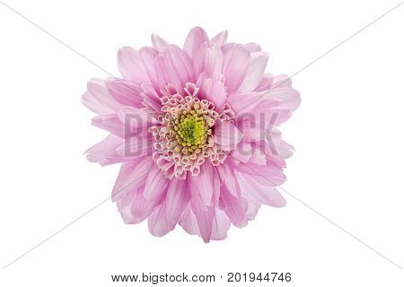 pnk flower beautiful on a white background
