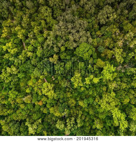 Beautiful juicy green pattern from the tops of deciduous trees. View from above. Aerial view. A picture resembling moss in the forest.