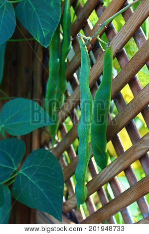 Climbing pole beans growing on a lattice.