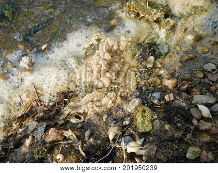 Lake Foam Gathering At The Shore Edge