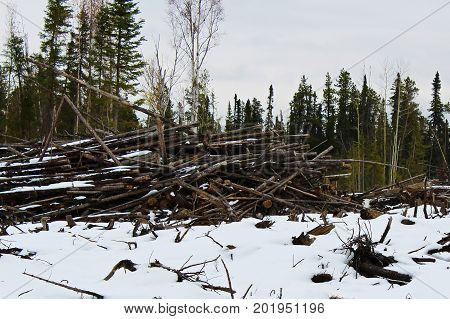 Slash piles left after clear cutting a logging area