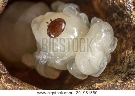 Varroa destructor on a queen honeybee pupa