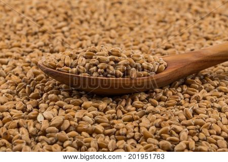 Wheat Grain On White