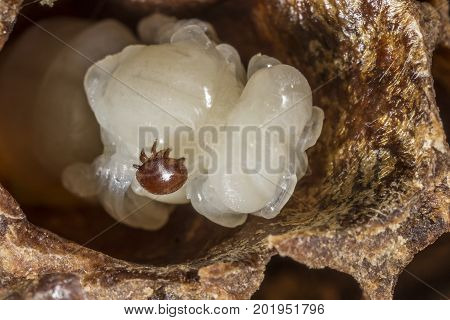 Varroa destructor on a queen honeybee pupa