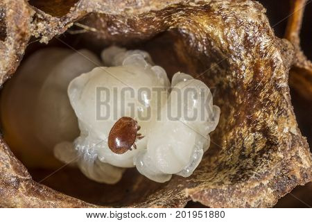 Varroa destructor on a queen honeybee pupa