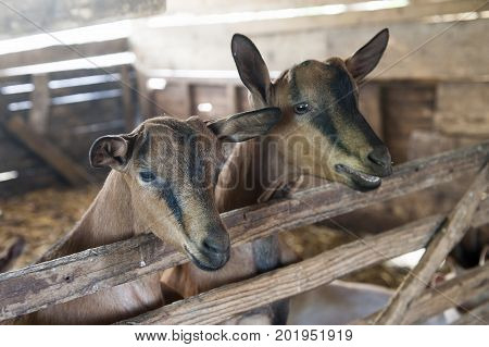 Two sweet brown goats in the old cote