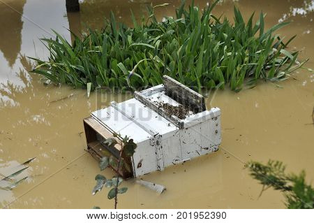 The consequences of flooding flooded destroyed bee hive