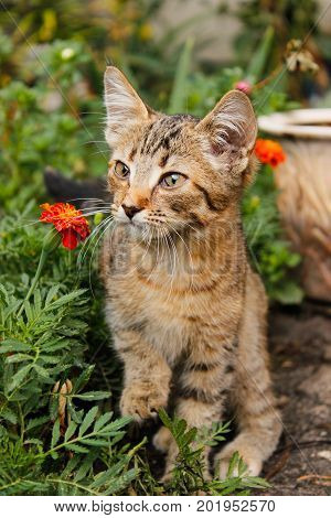 Striped brown kitten with big ears and mustaches close-up among flowers