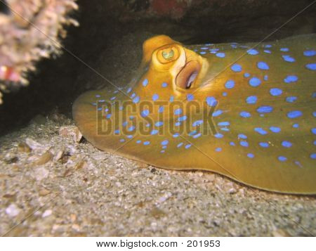 Niebieski Stingray Orlik