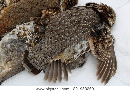 A Pile of Wild Grouse after Hunt