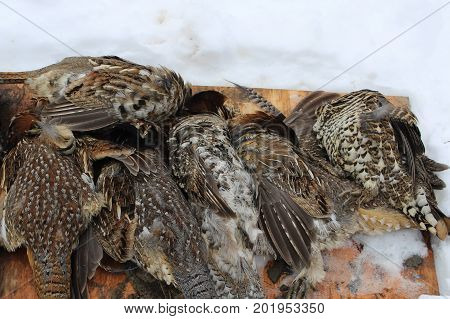 Pile Of Wild Grouse After Sucessful Hunt
