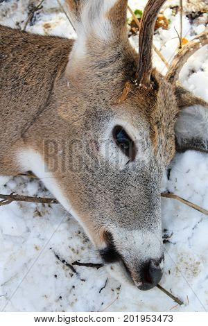 Closeup Of A Freshly Killed White Tail Deer Head