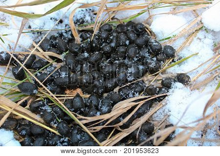 White Tail Deer Scat In The Snow