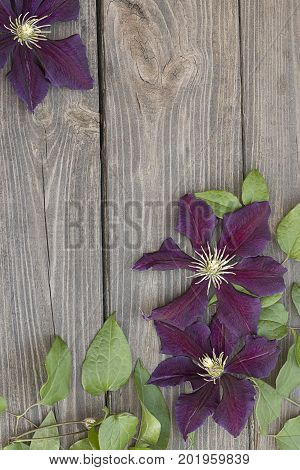 Beautiful purple clematis flowers on brown wooden background.