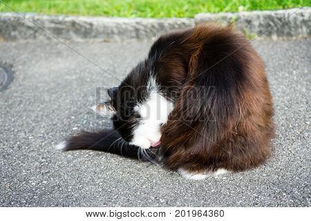 Wild Brown And White Cat Is Cleaning Himself, Outdoor Close Up.