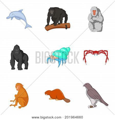 Ape icons set. Cartoon set of 9 ape vector icons for web isolated on white background