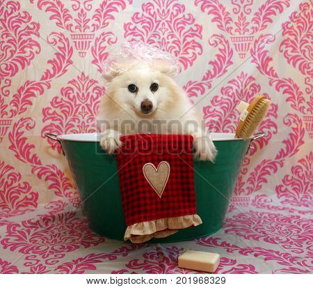 Dog Bath. A happy Pomeranian dog ready to take a bath in the tub. He is wearing a shower cap and has a scrub brush and bar of soap ready to use. Dog Bath Time.
