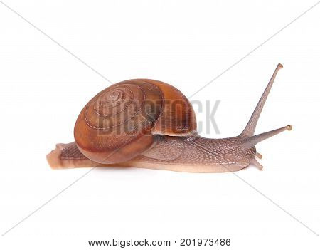 Garden snail isolated on white background .