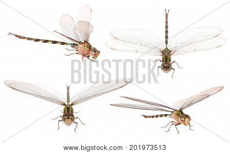 Set of Dragonfly isolated on white background.