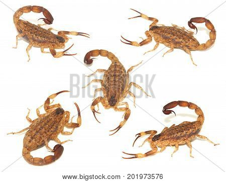 Brown Scorpion isolated on white background .