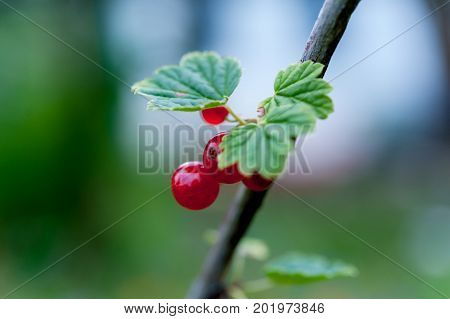 Ripe redcurrants growing on redcurrant bush in summer