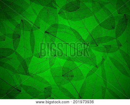 Silhouette leaves texture on green for background design.