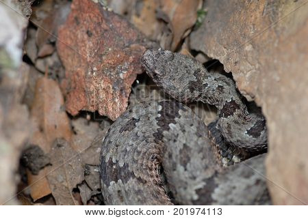 A banded rock rattlesnake photographed between the boulders in southern Arizona.