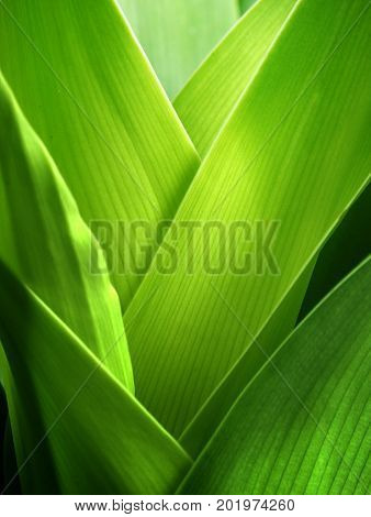 close-up of green leaves for background design.
