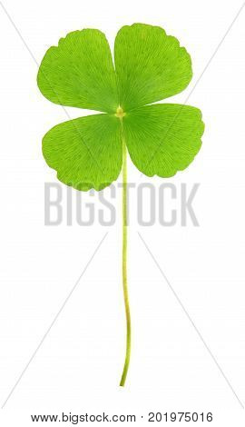 Four leaf clover or Marsilea crenata isolated on white background.