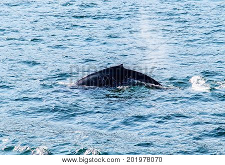 Back of a humpback whale seen during a whale watching excursion.