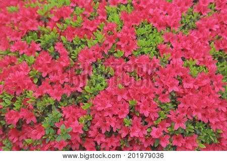 the flower bed of Rhododendron at japan