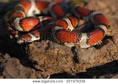 A red milksnake photographed in north western Missouri late in the afternoon.