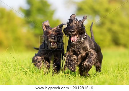Two Standard Schnauzer Running On The Meadow