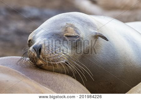 California Sea Lion (Zalophus californianus) - San Diego California
