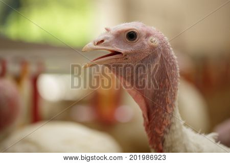 Turkey on a farm breeding turkeys. Portrait of Turkey. Flock of Turkeys at the farm.