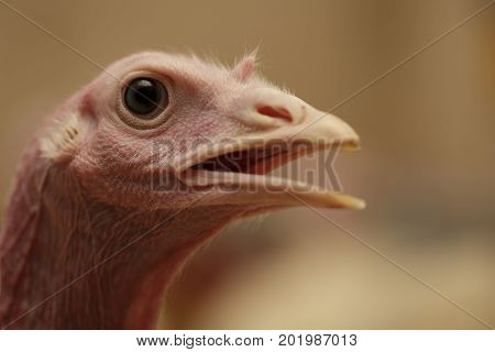 Close-up portrait Head of turkey at the farm