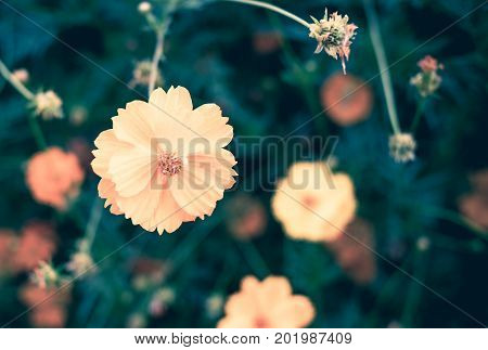 Vintage Filter, Close Up Yellow Flower At Garden,natural Object