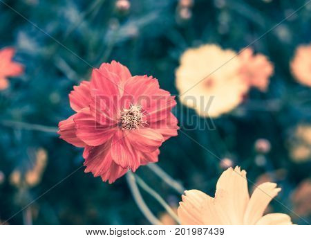 Vintage Filter, Close Up Red Flower At Garden,natural Object