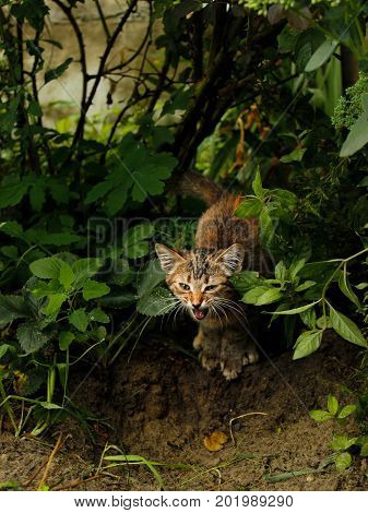 evi sltriped brown kitten with big ears and mustaches close-up among flowers