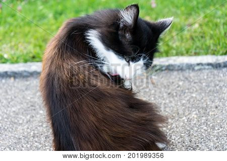 Wild Brown And White Cat Is Cleaning Himself, Outdoor Close Up.