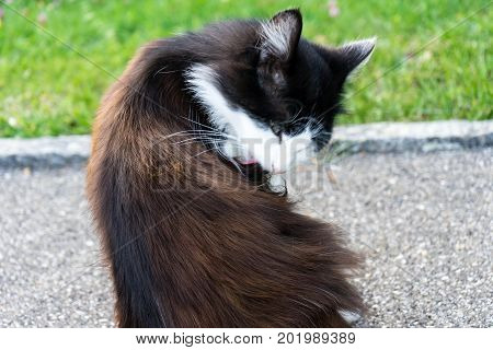 Wild Brown And White Cat Is Cleaning Himself, Outdoor Close Up.