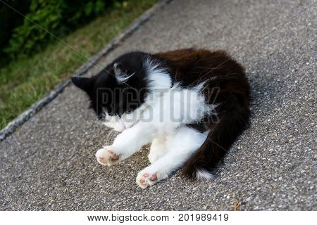 Wild Brown And White Cat Is Cleaning Himself, Outdoor Close Up.